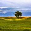 A solitary tree stands in the middle of rolling green fields under a partly cloudy sky