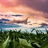 Vibrant cornfield under a dramatic, colorful sky with swirling clouds