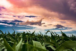 Vibrant cornfield under a dramatic, colorful sky with swirling clouds
