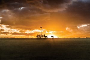 Silhouette of deer against a vibrant sunset with dramatic clouds and power lines