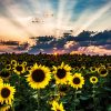 A vibrant field of sunflowers at sunset with sun rays piercing through clouds
