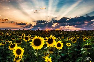 A vibrant field of sunflowers at sunset with sun rays piercing through clouds