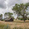 An old, dilapidated wooden cabin sits alone in a grassy field under a cloudy sky, surrounded by scattered trees.