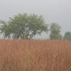 A foggy landscape with a single tree and tall grass in the foreground