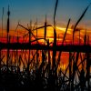 Sunset over a lake with silhouetted reeds in the foreground