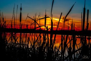 Sunset over a lake with silhouetted reeds in the foreground