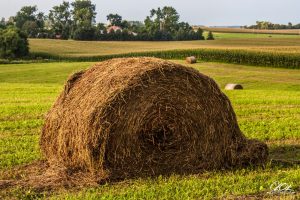 A large hay bale sits prominently in the foreground of a sunlit field, surrounded by rolling hills and trees in the background