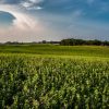 Vast green field under a blue sky with cloud formations