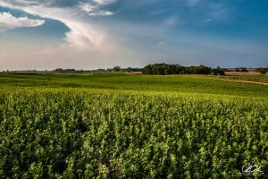 Landscapes