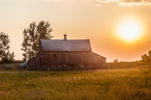 A wooden barn in a field at sunset with the sun setting behind, casting a golden glow over the landscape