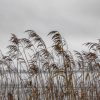 Tall reeds bending against a cloudy gray sky over water