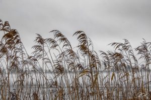 Tall reeds bending against a cloudy gray sky over water