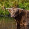 Highland cow standing in a shallow pond surrounded by lush grass