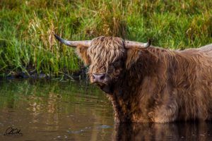 Highland cow standing in a shallow pond surrounded by lush grass