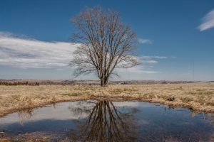 Trees and Nature Forms