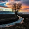A solitary tree stands by a frozen creek under a vibrant twilight sky with hues of orange, pink, and blue. The water reflects the colorful sky amidst a barren landscape.