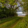 A lush green path surrounded by thick foliage leads to an open field under a cloudy sky