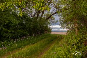A lush green path surrounded by thick foliage leads to an open field under a cloudy sky