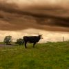 A solitary cow stands on a grassy hillside under a dramatic, cloudy sky