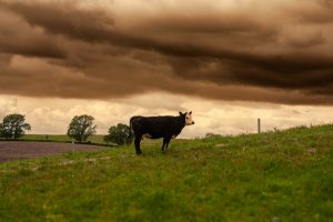 Rural Life and Forgotten Tools