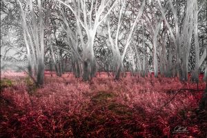 A dreamy forest with bare white trees and pinkish grass under a grey sky