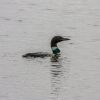 A lone loon floating on a calm lake with rippling water.