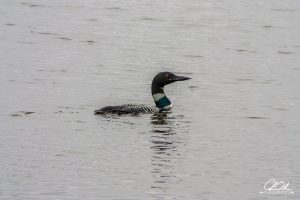 A lone loon floating on a calm lake with rippling water.