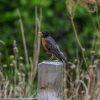 A robin perched on a weathered wooden post with green foliage in the background.