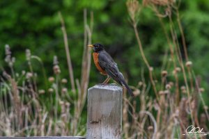 A robin perched on a weathered wooden post with green foliage in the background.