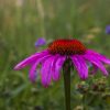 Close-up of a purple coneflower with a blurred green and floral background