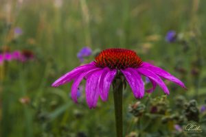 Close-up of a purple coneflower with a blurred green and floral background