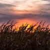 Sunset over a cornfield with silhouetted plants and dramatic sky.