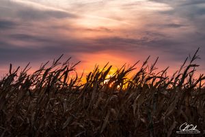 Sunset over a cornfield with silhouetted plants and dramatic sky.