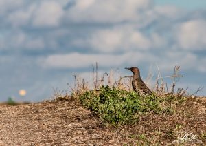 A bird perched on rocky ground with a backdrop of blue skies and fluffy clouds.