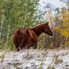 A horse stands in a snowy autumn field with trees in the background.