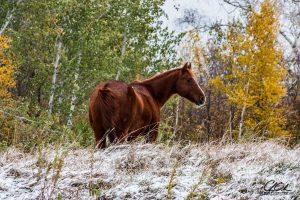 A horse stands in a snowy autumn field with trees in the background.
