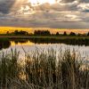 Sunset over a reflective pond with tall reeds in the foreground and trees on the horizon.