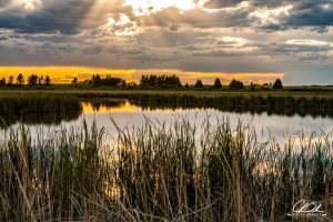 Sunset over a reflective pond with tall reeds in the foreground and trees on the horizon.