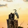 A heron perched on a weathered tree stump against a sunset sky.