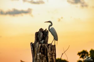 A heron perched on a weathered tree stump against a sunset sky.