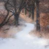 A snowy path winds through leafless trees and golden grass.