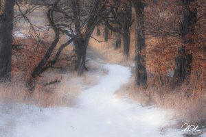 A snowy path winds through leafless trees and golden grass.