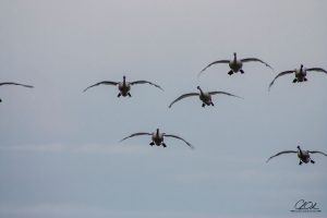 A flock of birds soaring in a gray sky with wings outstretched.