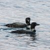 Two loons with intricate black and white plumage floating on a calm lake.