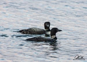 Two loons with intricate black and white plumage floating on a calm lake.
