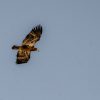 A Juvenile Bald Eagle soaring in a clear blue sky.