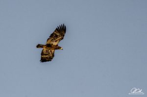A Juvenile Bald Eagle soaring in a clear blue sky.