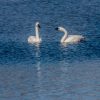 Two swans gracefully floating on a serene blue lake.