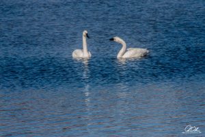 Two swans gracefully floating on a serene blue lake.