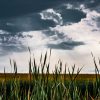 Tall grass under a dramatic, cloudy sky with dark and light contrast.